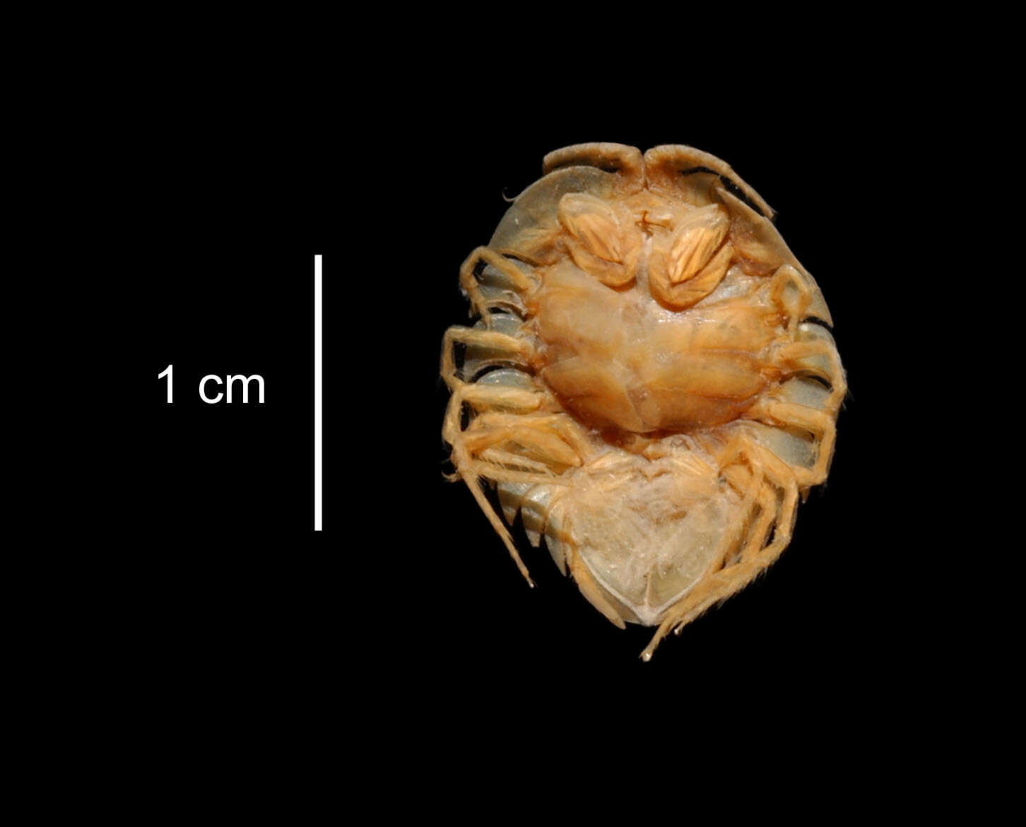 Image of Paraserolis polita (Pfeffer 1887)