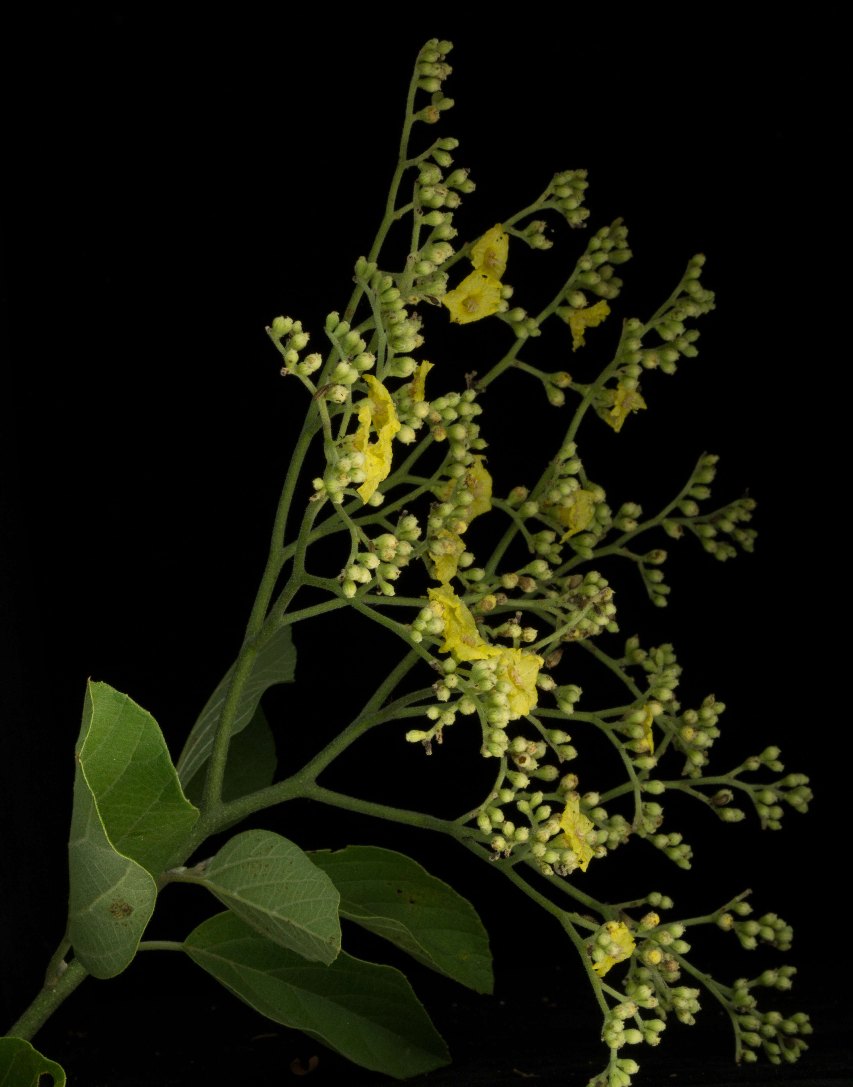 Image of Cordia dentata Poir.