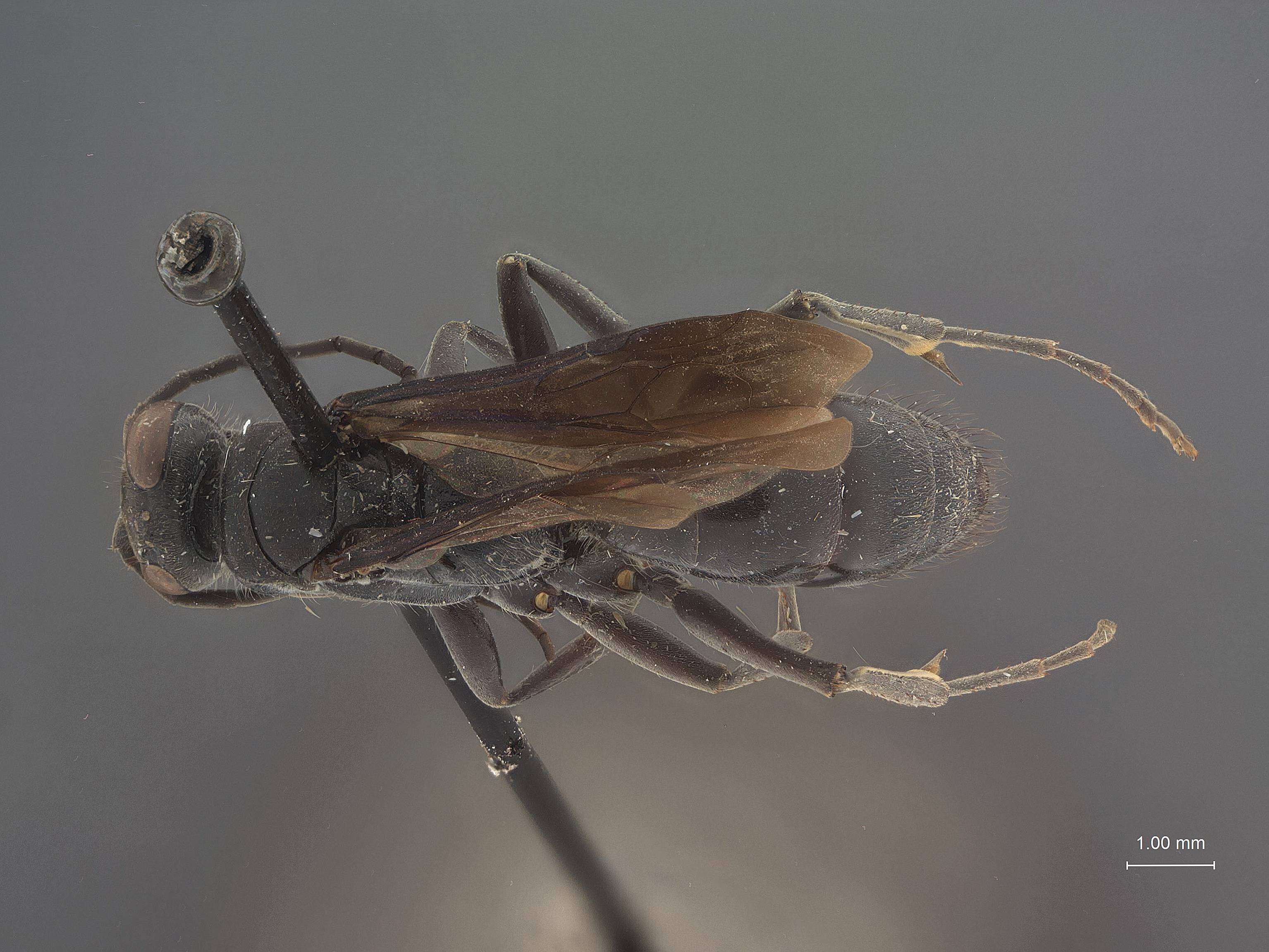 Image of Dipogon papago floridanus Townes 1957