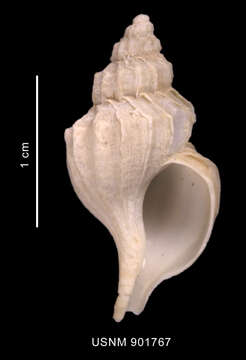 Image of Enixotrophon macquariensis (Powell 1957)