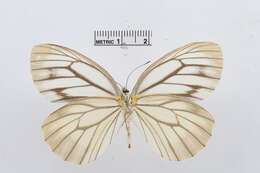 Image of Pieris extensa Poujade 1888