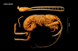 Image of Atlantic pincer lobster