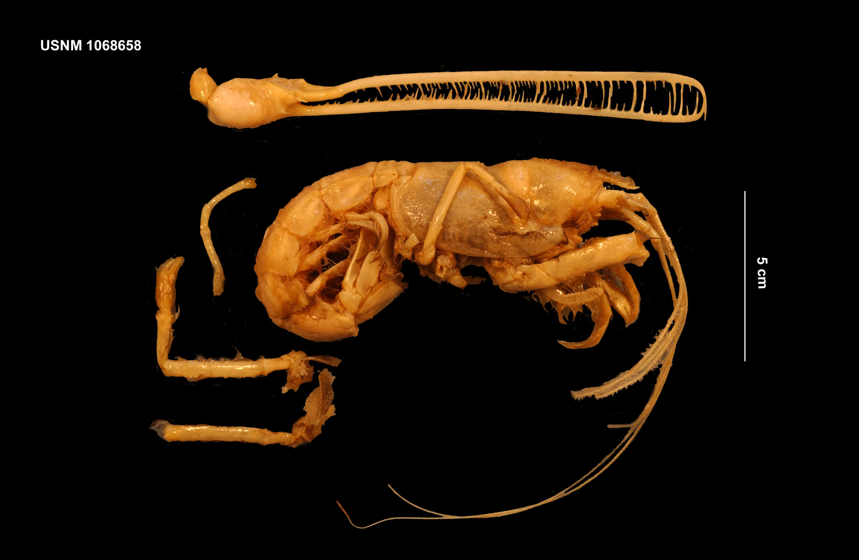 Image of Atlantic pincer lobster