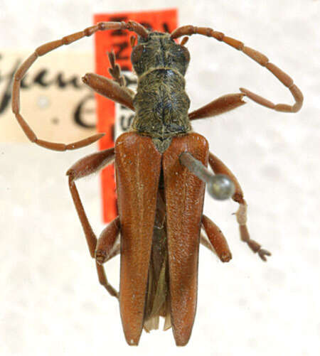 Image of Stenocorus rufipennis Casey 1913