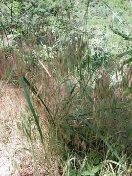 Image of Drooping Brome