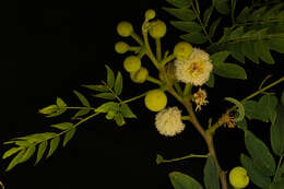 Image of Leucaena lanceolata S. Watson