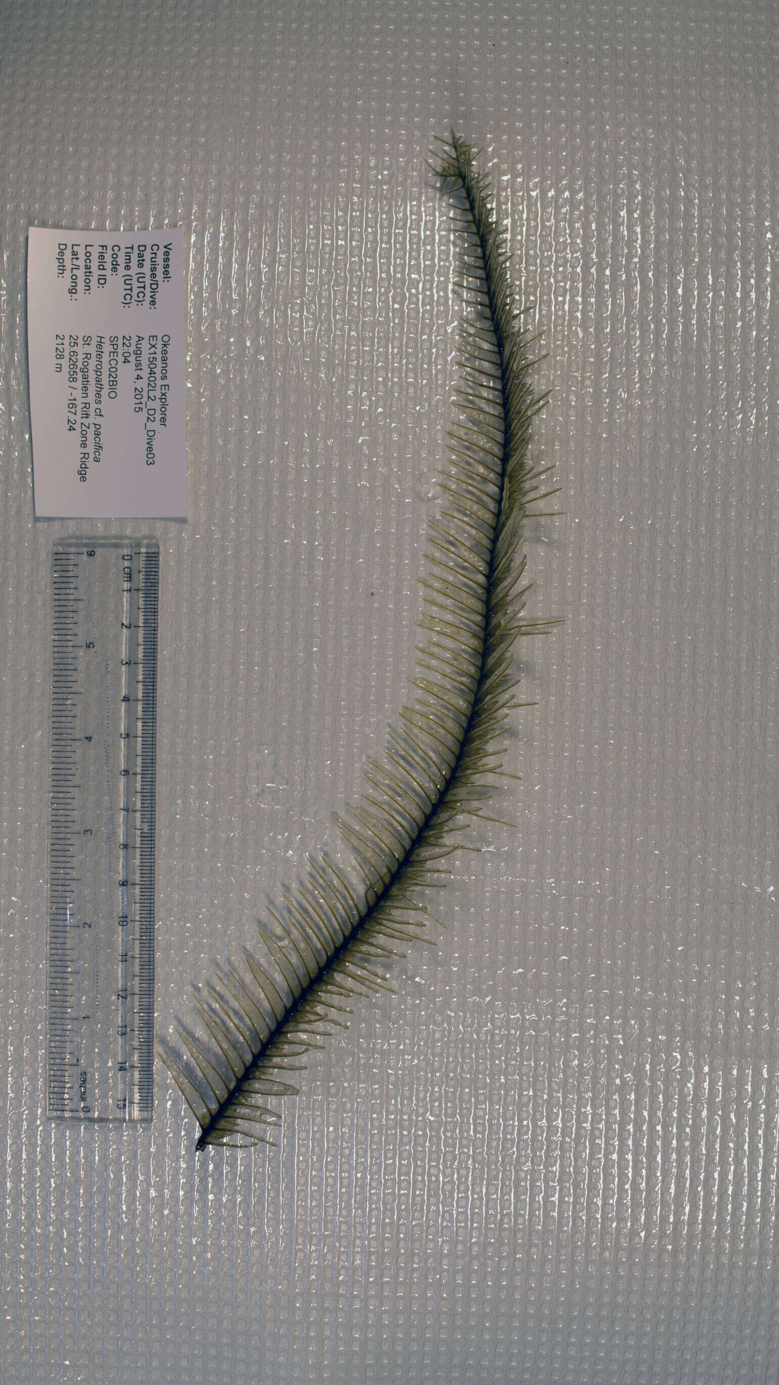 Image of Trissopathes Opresko 2003