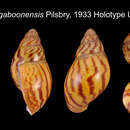 Imagem de Archachatina gaboonensis Pilsbry 1933