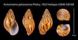 Imagem de Archachatina gaboonensis Pilsbry 1933