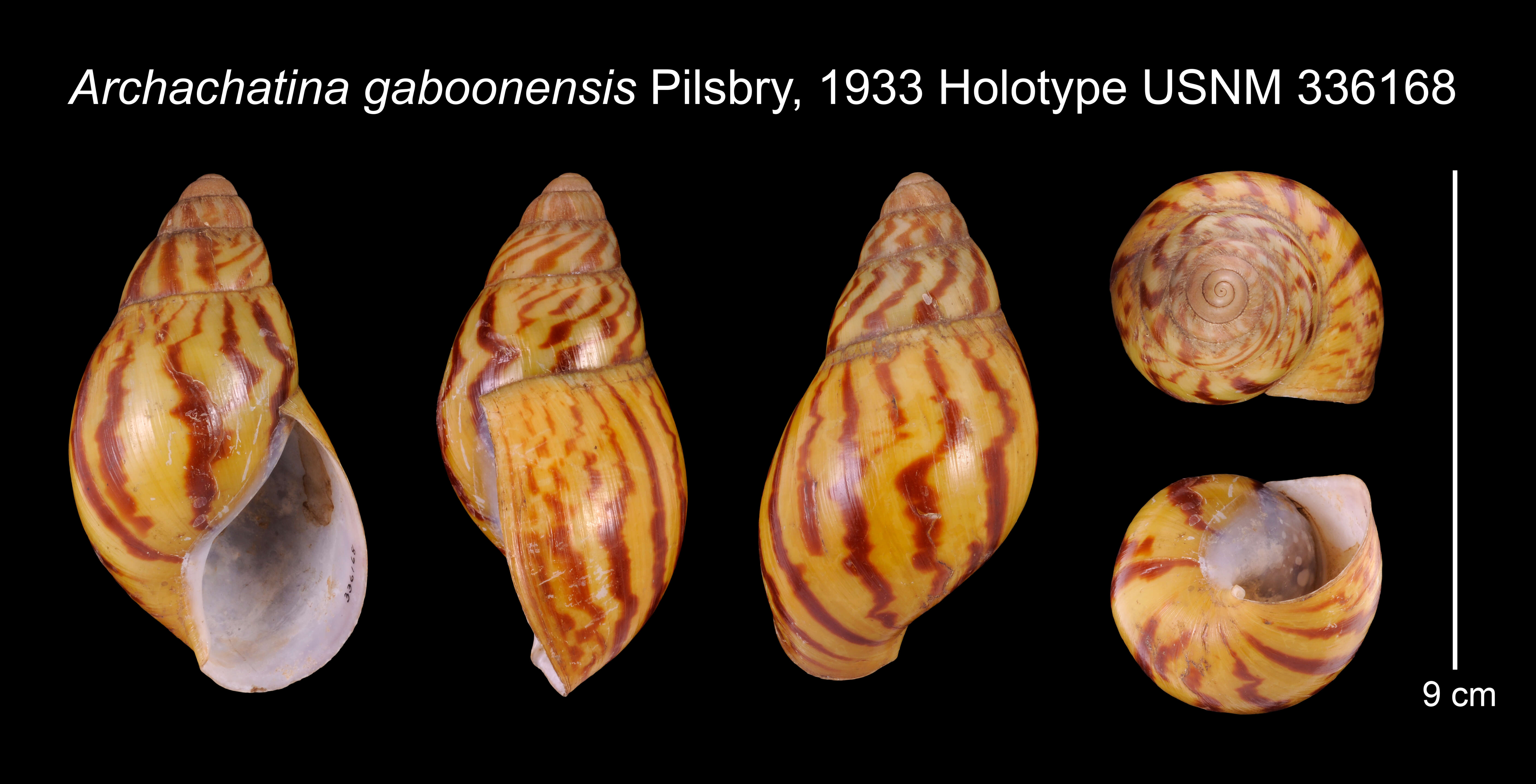 Imagem de Archachatina gaboonensis Pilsbry 1933