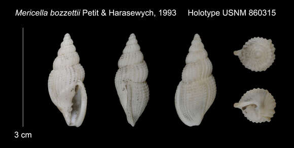 Image of Mericella bozzettii Petit & Harasewych 1993