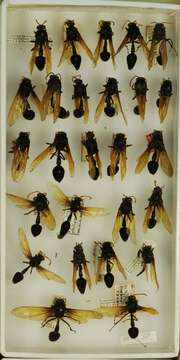 Image of Wasp