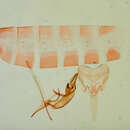 Image of Chionodes whitmanella Clarke 1942