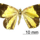 Image of Heterusia declivis Dognin 1911