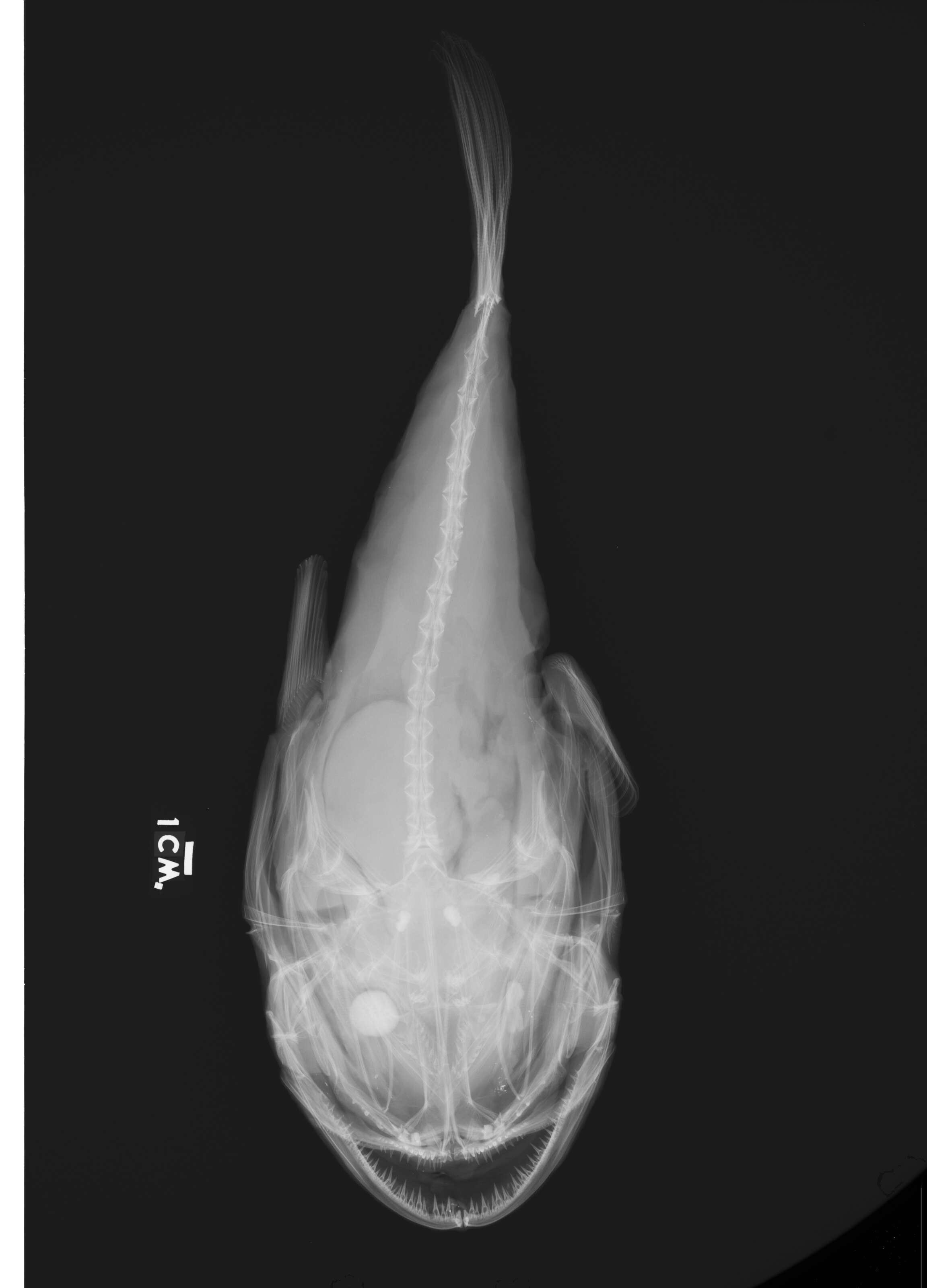 Image of Shortspine goosefish