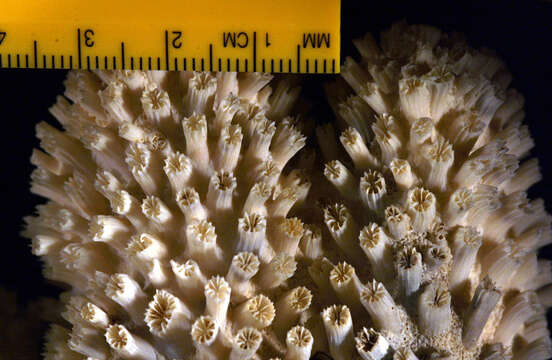 Image of Galaxea coral