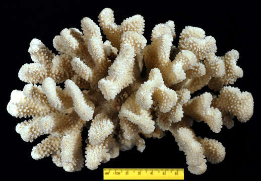 Imagem de Pocillopora elegans Dana 1846