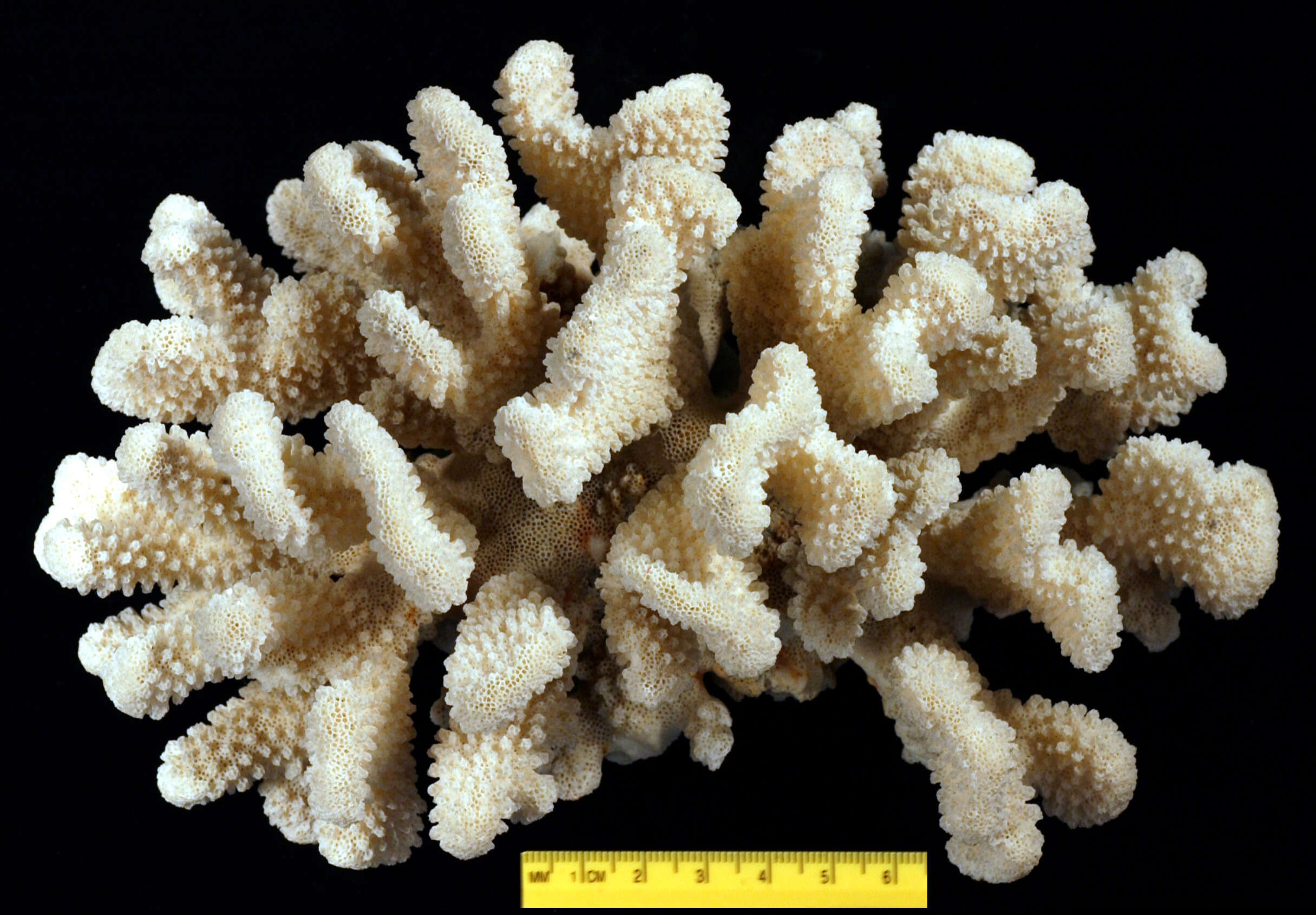 Image of cauliflower coral