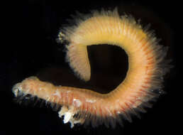 Image of hermit-crab worm