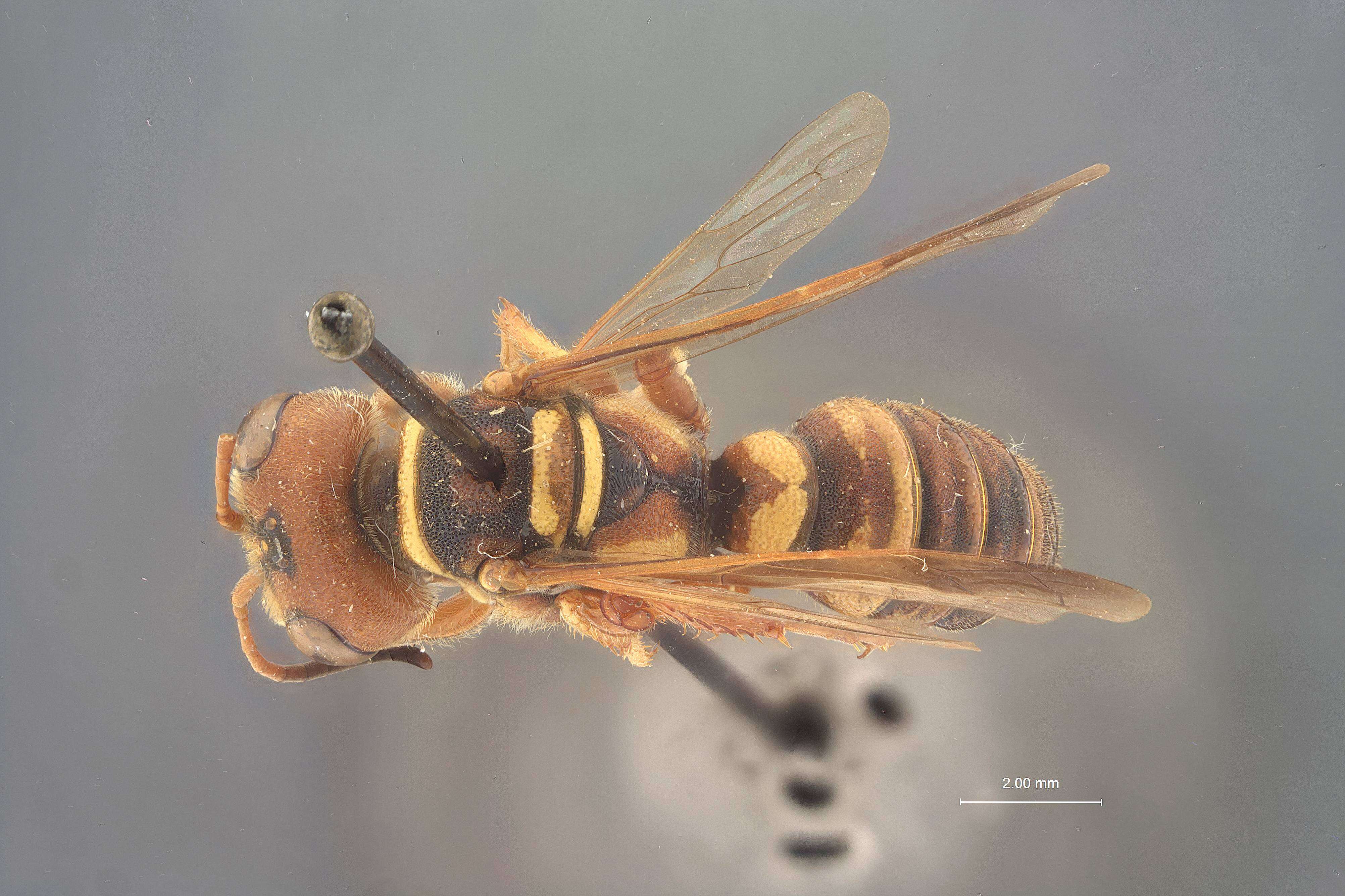 Eucerceris sinuata Scullen 1939 resmi