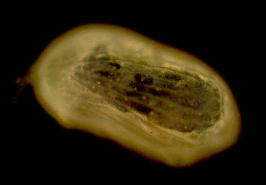 Image of Ostracoda