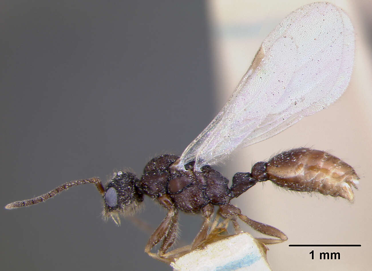 Image of Leptothorax muscorum (Nylander 1846)