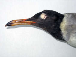 Image of Red Sea black-headed gull