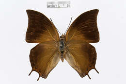 Charaxes antonius Semper 1878的圖片