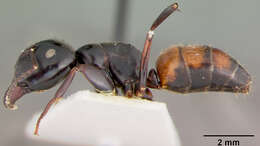 Image of Camponotus maafui Mann 1921