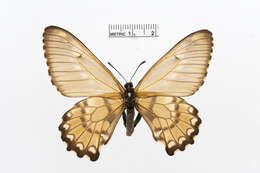 Image of Euryades corethrus (Boisduval 1836)