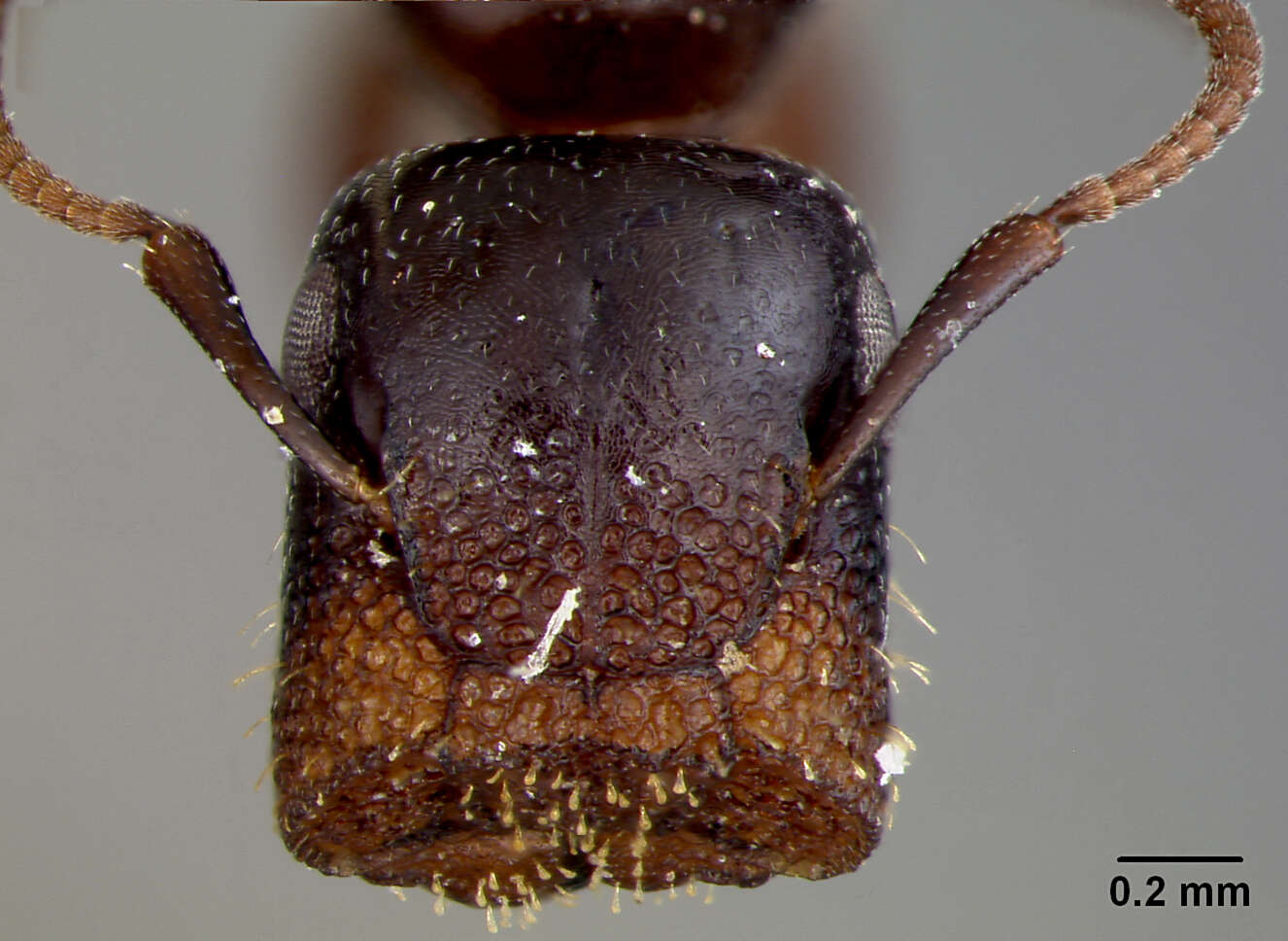 Plancia ëd Camponotus papago Creighton 1953