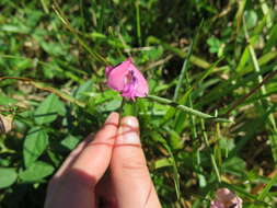 Слика од Strophostyles umbellata (Willd.) Britton