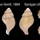 صورة Retimohnia caelata (Verrill 1880)