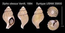 Sivun Retimohnia caelata (Verrill 1880) kuva