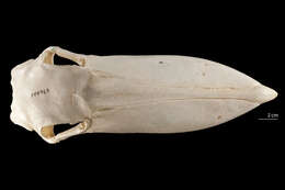 صورة Balaenicipitidae