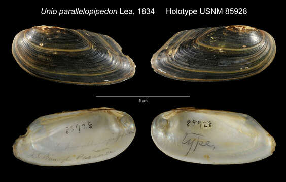 Image of Unio parallelopipedon Lea