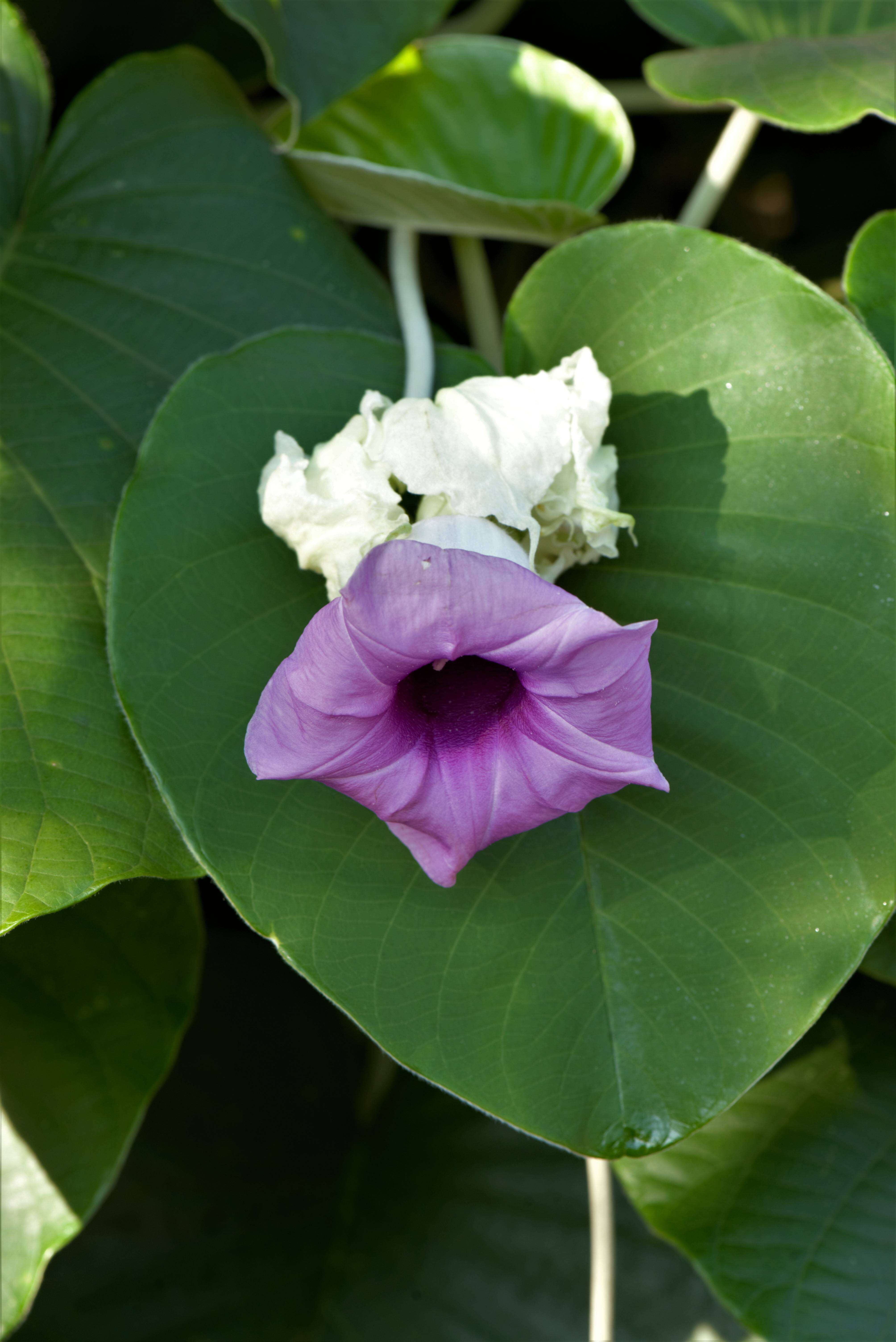 Image of elephant creeper