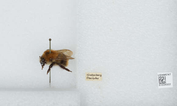 Image of Bombus muscorum (Linnaeus 1758)