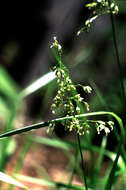 Plancia ëd Anthoxanthum nitens (Weber) Y. Schouten & Veldkamp