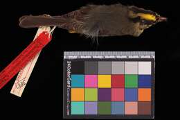 Basileuterus culicivorus flavescens Ridgway 1902 resmi