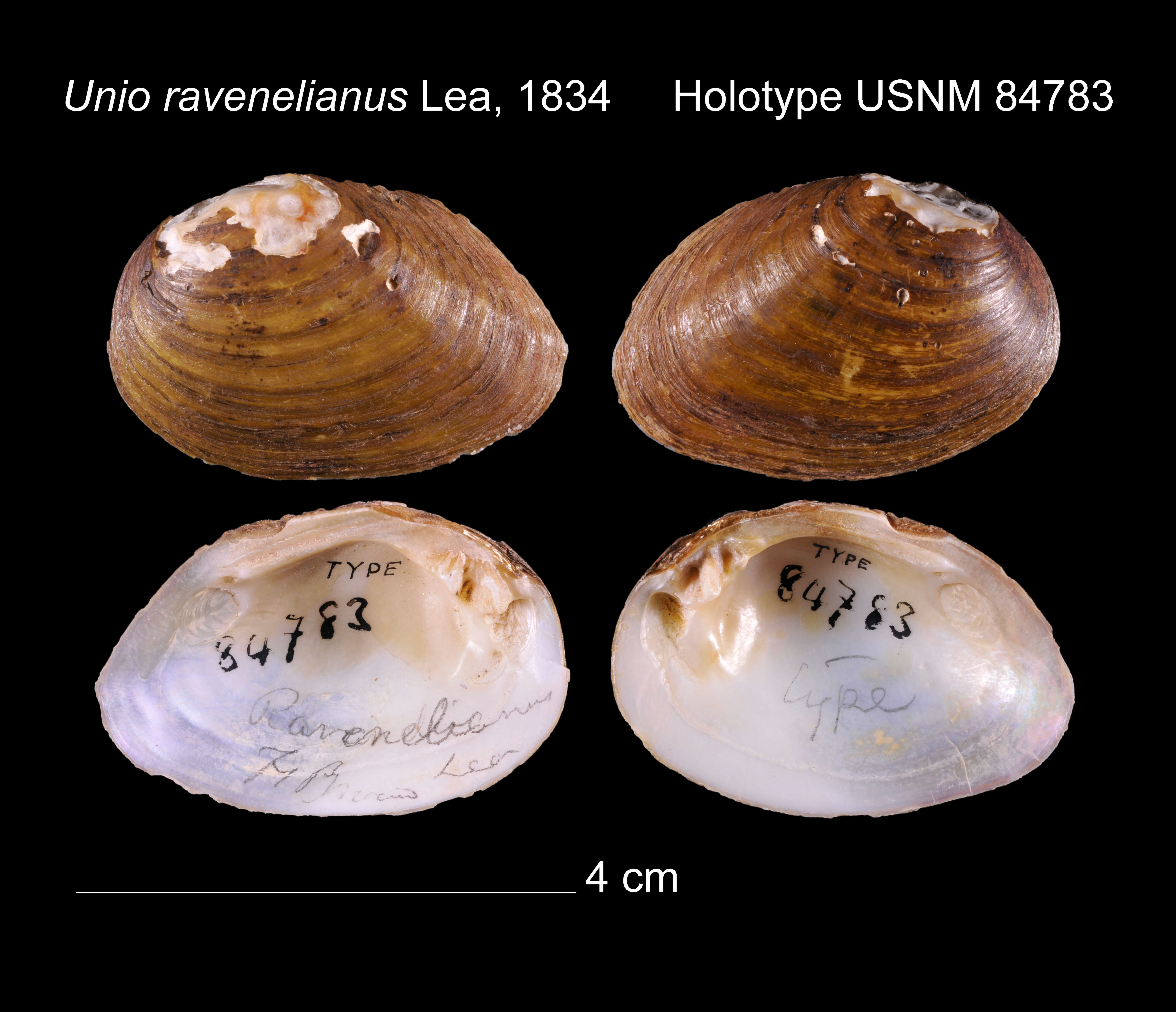 Image of Unio ravenelianus I. Lea 1834
