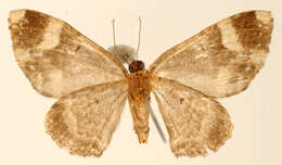 Image of Hammaptera trujillaria Schaus 1901