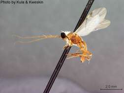 Image of Aleiodes buoculus Marsh 1989