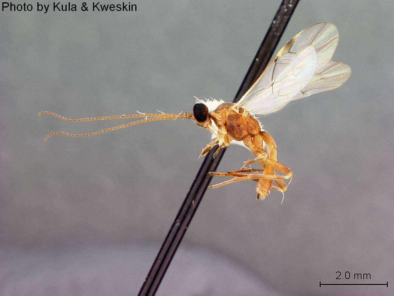 Image of Aleiodes buoculus Marsh 1989