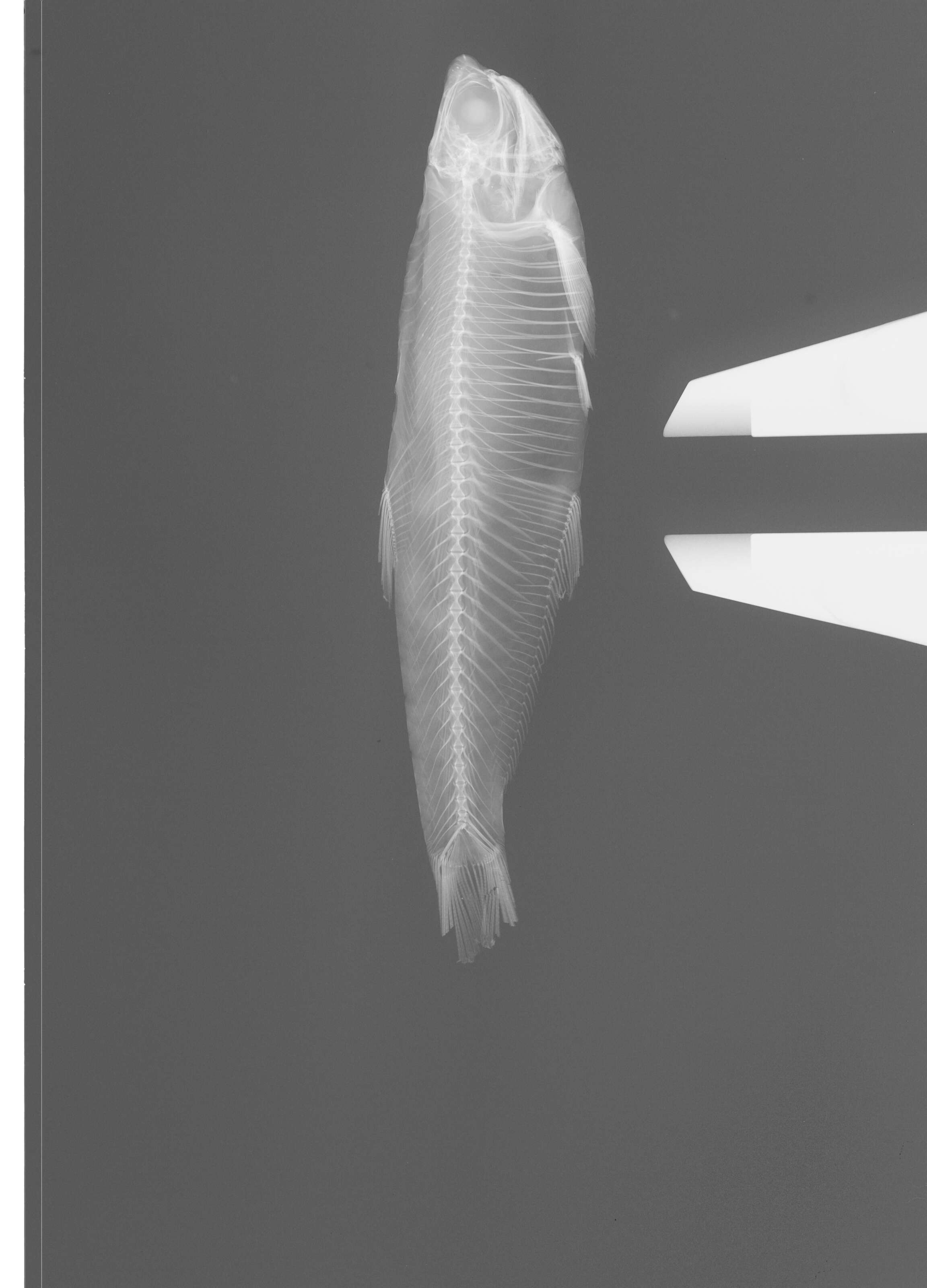 Image of Longfin Pacific anchovy