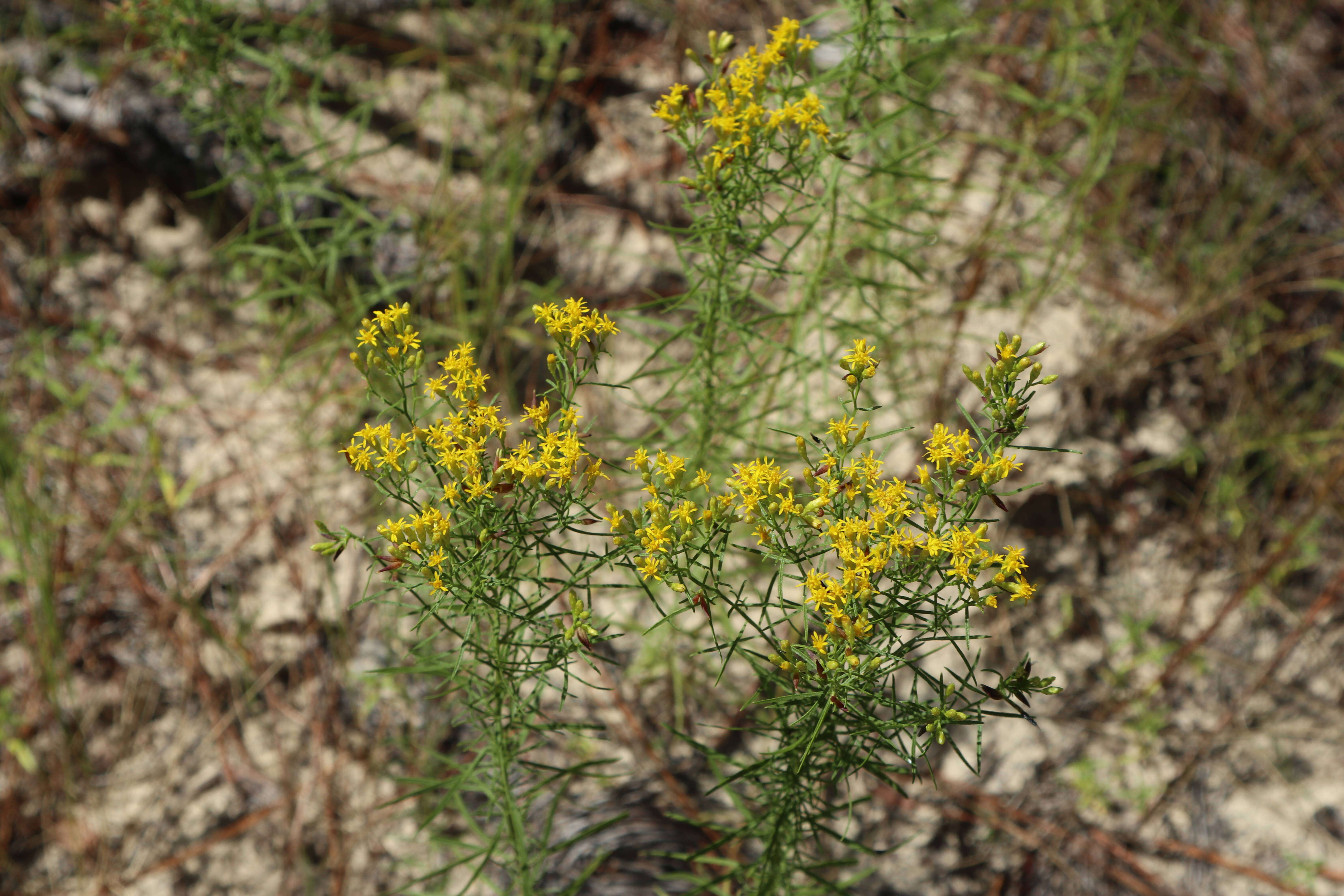 Image of Slender Goldentop