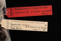 Image of Cyanocitta cristata bromia Oberholser 1921