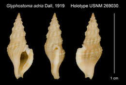 Image of Glyphostoma adria Dall 1919