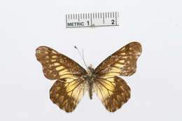 Imagem de Catasticta pinava (Doubleday 1847)