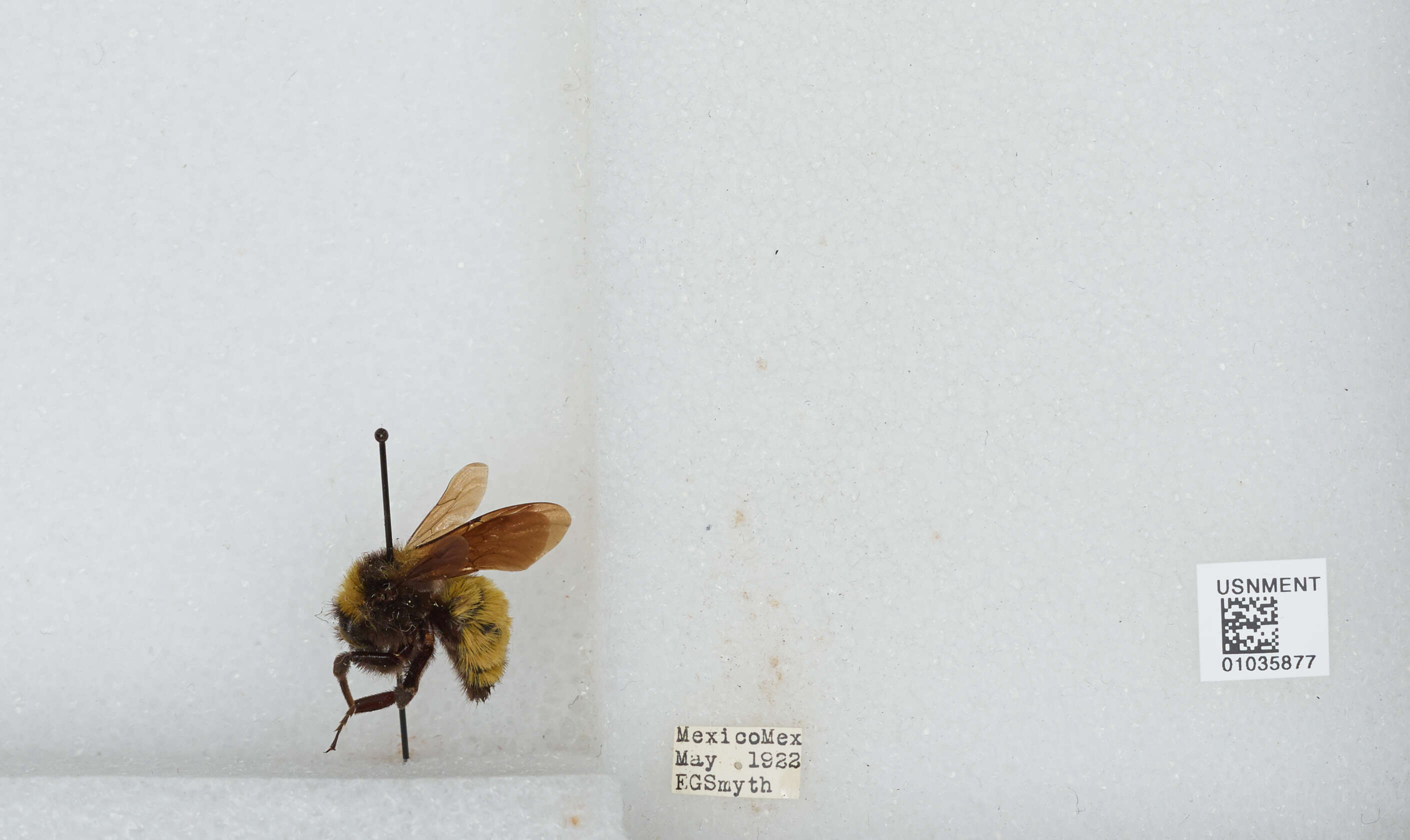 Image of Sonoran Bumble Bee